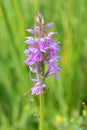 Bright Spotted-orchid, Dactylorhiza maculata, flower